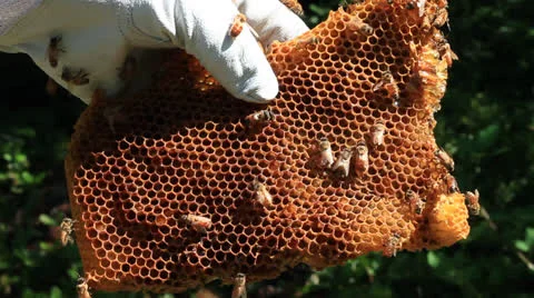 Beekeeper Holding Honycomb Stock Footage 25577383