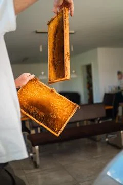 Beekeeper Holding Two Wooden Frames of a Beehive Filled with Hony in the Or.. Stock Photos