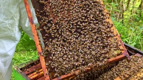 Beekeeper Holding Wooden Frame Covered with Bees Stock Footage 336007621