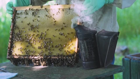 Beekeeper holds frame of bees against smoking bee smoker, assessing presence of Stock Footage 326354789