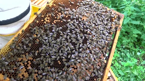 Beekeeper holds the frame with bees from the hive. Organic honey production Stockbeeldmateriaal 201100132