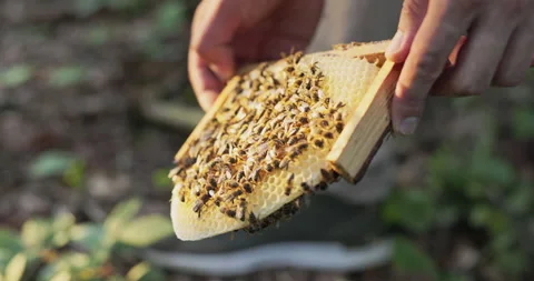 A beekeeper holds a frame of beeswax on which sits a swarm of peaceful working 動画素材 165018893