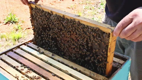 Beekeeper holds frame filled with bees in an apiary during sunny summer day Stock Footage 336009270