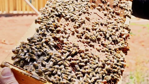 Beekeeper holds frame full of bees honey Video stock 337887352