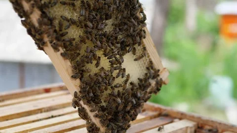 Beekeeper holds frame of honeybees and honeycomb Stock Footage 344876665