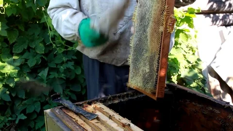 The beekeeper holds a frame with larvae of bees in his hands. Stock Footage 77997145