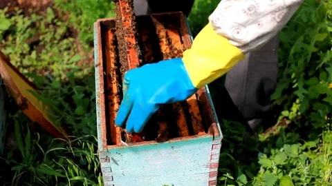 The beekeeper holds a frame with larvae of bees in his hands. Stock Footage 77997205