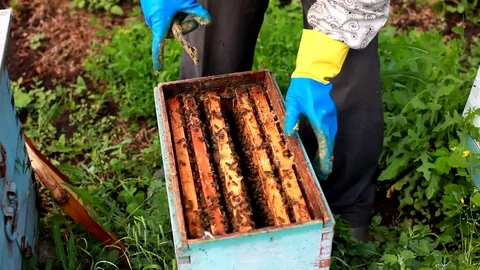 The beekeeper holds a frame with larvae of bees in his hands. Stock Footage 77997250