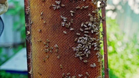 The beekeeper holds a frame with a lot of bees in his hands. Stock Footage 160067293