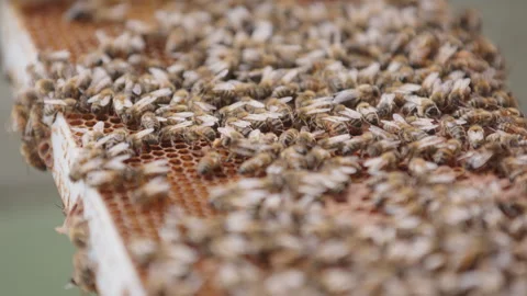 Beekeeper holds hive frame with colony of moving honeybees, shallow focus Stock Footage 280955484