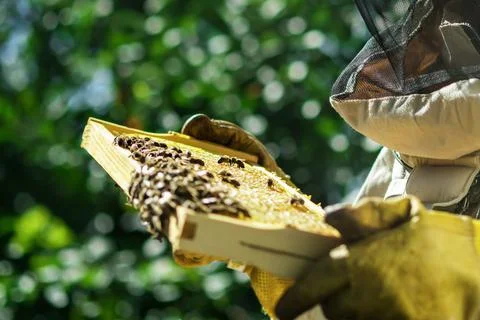 The beekeeper holds a honey cell with bees in his hands. Apiculture. Apiary. Stock Photos