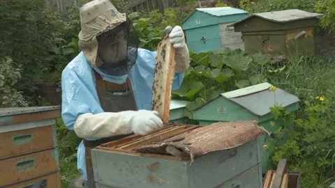 Beekeeper holds honey comb full of bees, near hives man checks hives. Beekeeping Stock Footage 137792287
