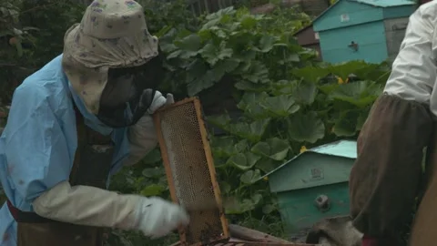 Beekeeper holds honey comb full of bees, near hives man checks hives. Beekeeping Stock Footage 137792809