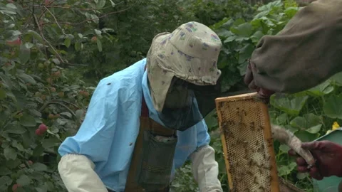 Beekeeper holds honey comb full of bees, near hives man checks hives. Beekeeping Stock Footage 137792880