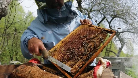The beekeeper holds a honey frame with bees in hands and cuts bad bees brood Video stock 130673337