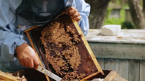 The beekeeper holds a honey frame with bees in hands and cuts bad bees brood Stock Footage 130673373