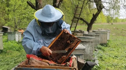 The beekeeper holds a honey frame with bees in hands and cuts bad bees brood Vídeos de archivo 131764096