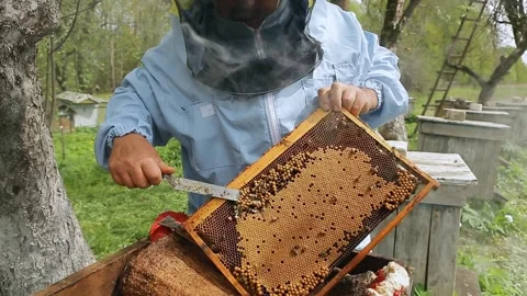 The beekeeper holds a honey frame with bees in hands and cuts bad bees brood Stock Footage 131764139
