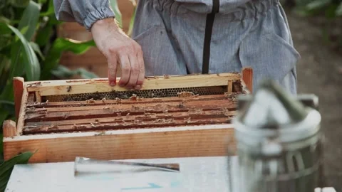 Beekeeper holds honey frame with bees in hands Stock Footage