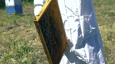 The beekeeper holds a honey frame with bees in hands. Beekeeper at work Stock Footage 205092633