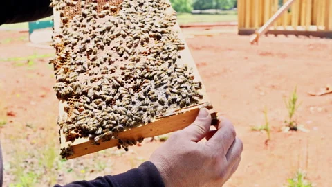 Beekeeper holds honeycomb frame filled with bees honey in field Stock Footage 336008470