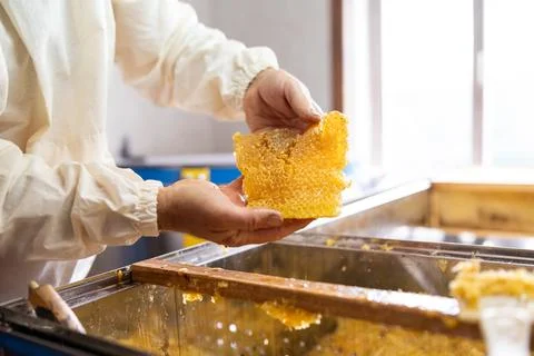 Beekeeper with honey combs full of fresh tasty honey Stock Photos