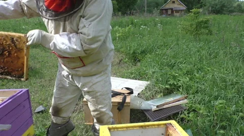 Beekeeper honey farmer changes the bee frames Stock Footage 51172796