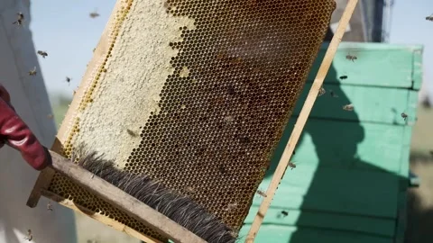 Beekeeper with honeycomb in nature Stock-Footage 151808887