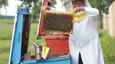 Beekeeper with honeycombs Stock Footage 11036197