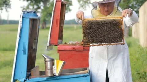 Beekeeper with honeycombs Video stock 11036199