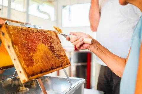 Beekeeper with Honycomb Capping Scratcher Uncapping Beehive Frame From Beewax Stock Photos