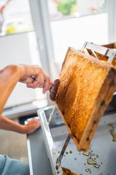 Beekeeper with Honycomb Capping Scratcher Uncapping Beehive Frame Stock Photos