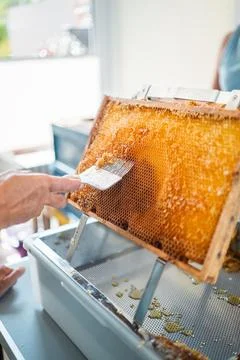 Beekeeper with Honycomb Capping Scratcher Uncapping Beehive Honeycombs Stock Photos