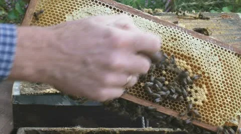 Beekeeper imker checking beehive honey bees 02 cu Stock Footage 10840346