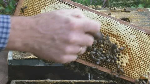 Beekeeper imker checking beehive honey bees 02 cu 1080i Stock Footage 10840789