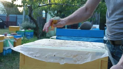 Beekeeper inserts beehive divider to keep bees separate Stock Footage 261946692