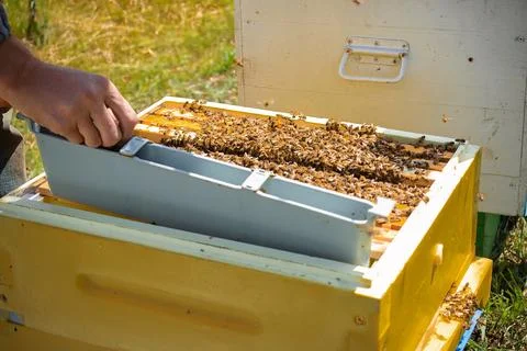 The beekeeper inserts beehive partition beehive divider from plastic to divide Stock Photos