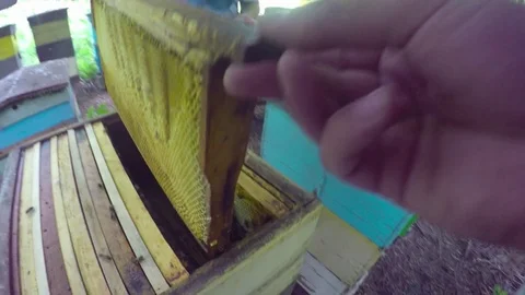The beekeeper inserts an empty honeycomb into the beehive Stock Footage 83100092