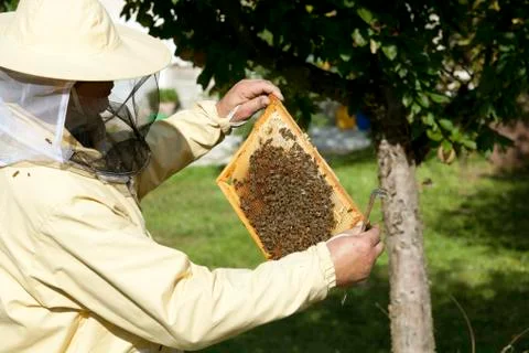 Beekeeper inspected hive 스톡 사진