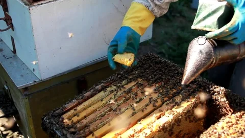 Beekeeper Inspecting Bee Hive Stock Footage 82229451