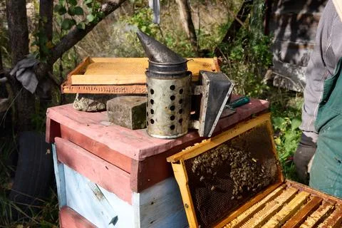 Beekeeper Inspecting Beehive, Checking Honey Production Stock Photos