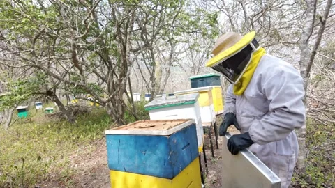 Beekeeper Inspecting Beehive Stock Footage 341837224