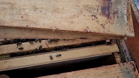 Beekeeper inspecting beehive frames with bees in winter season Video stock 318263727