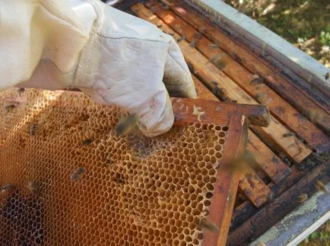 Beekeeper inspecting beehive Fotos Stock