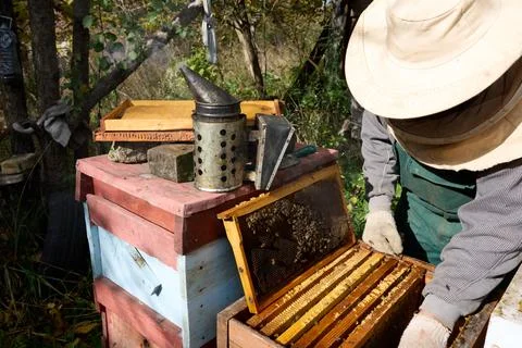 Beekeeper Inspecting Beehive Stock Photos