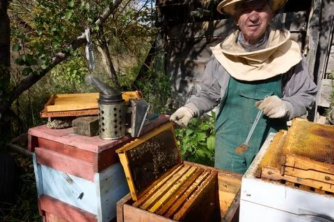 Beekeeper inspecting beehive. Stock Photos