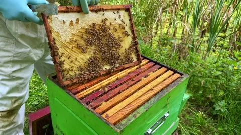 Beekeeper inspecting brood comb with cleared areas on honeybee frame during Stock Footage 335190280