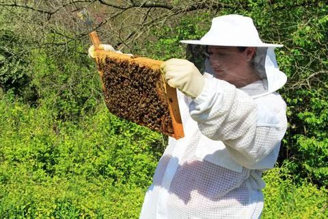 Beekeeper inspecting a Brood Comb Frame Stock Photos