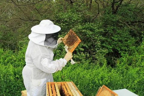 Beekeeper inspecting a Brood Comb Frame Stock Photos