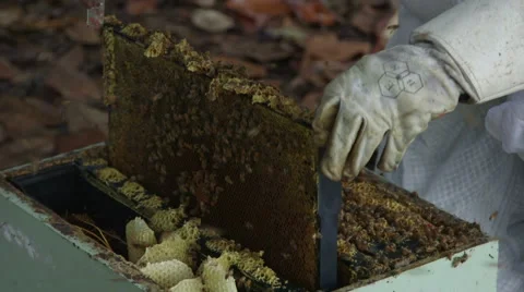 Beekeeper inspecting a brood frame Stock Footage 54261924